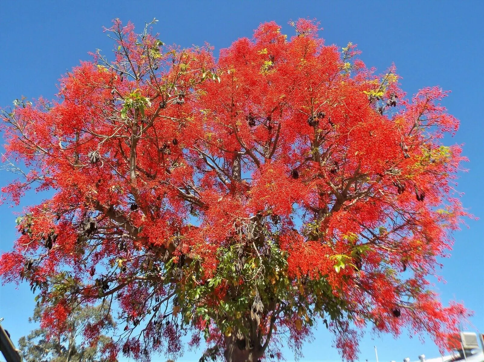 Flame Tree Brachychiton acerifolius 20 Seeds  USA Company