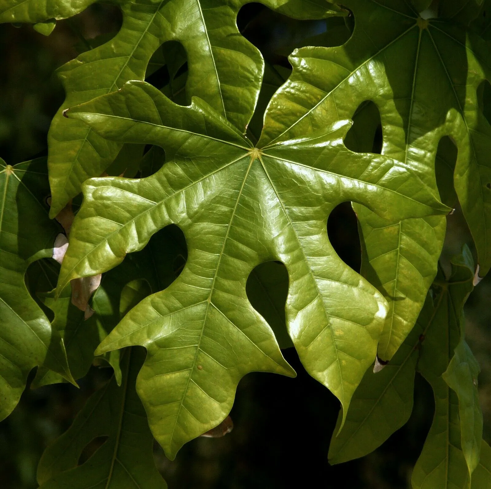 Flame Tree Brachychiton acerifolius 20 Seeds  USA Company
