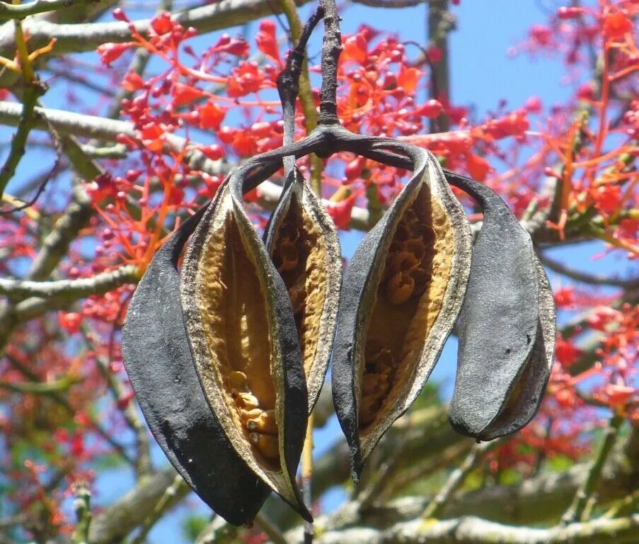 Flame Tree Brachychiton acerifolius 20 Seeds  USA Company