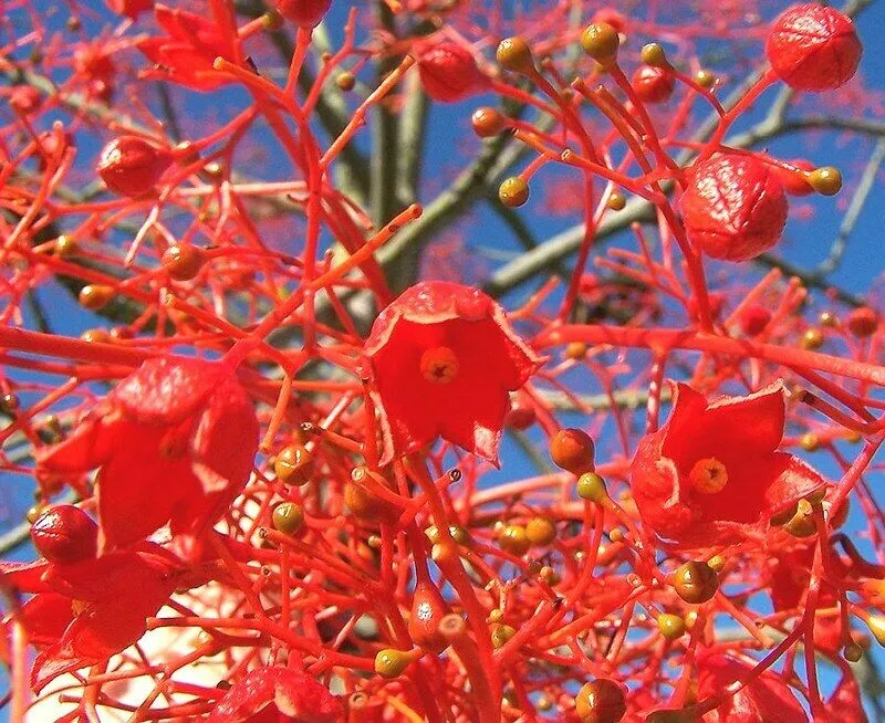 Flame Tree Brachychiton acerifolius 20 Seeds  USA Company