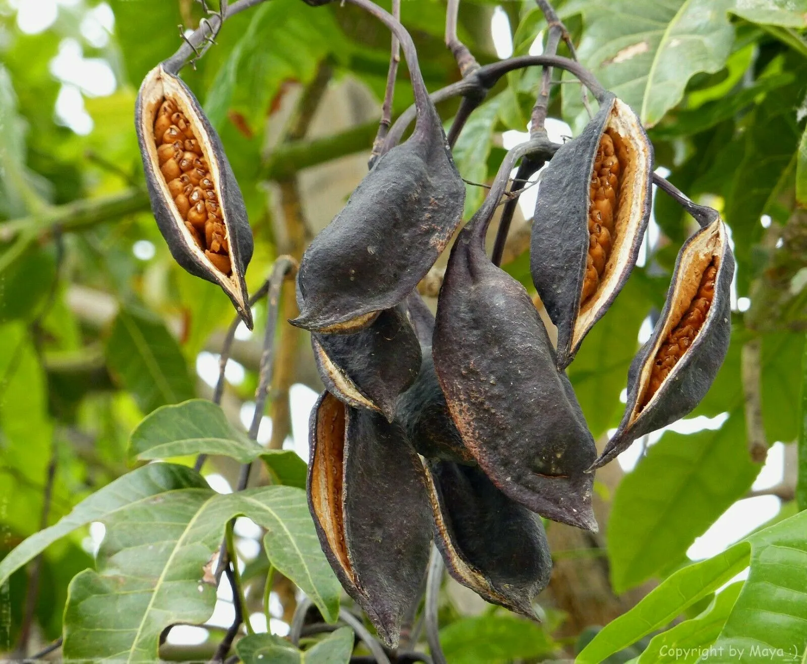 Flame Tree Brachychiton acerifolius 20 Seeds  USA Company