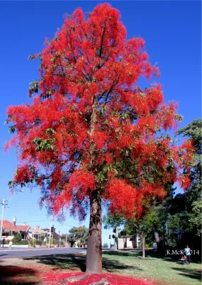 Flame Tree Brachychiton acerifolius 20 Seeds  USA Company