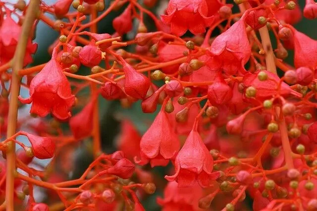 Flame Tree Brachychiton acerifolius 20 Seeds  USA Company
