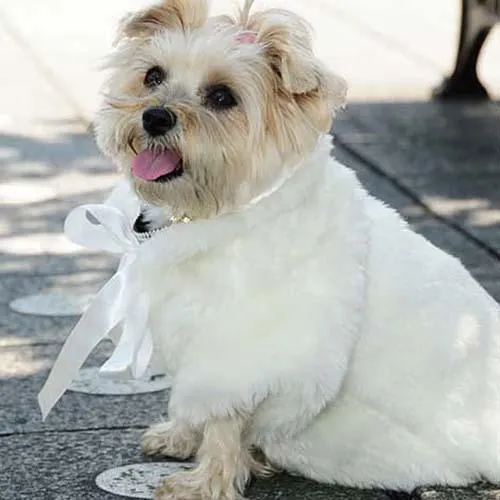 Fun Fur Glamour Dog Coat White