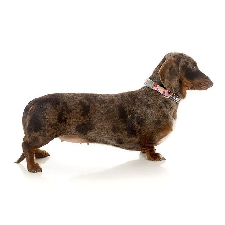 FuzzYard | Jelly Bears - Dog Collar